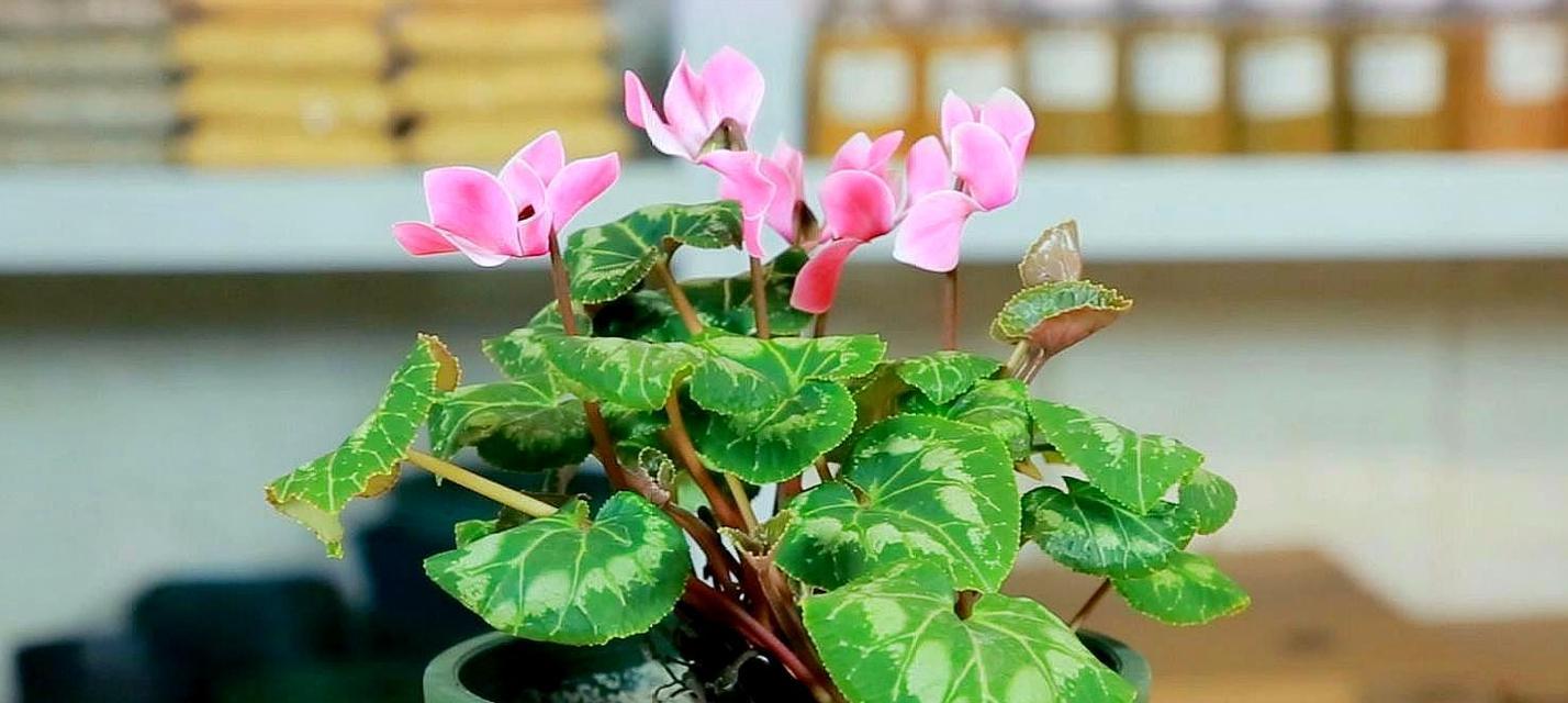 仙客来的色彩世界（探秘仙客来的五彩缤纷）