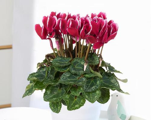 仙来客花的分盆方法与时间（让仙来客花生长茁壮的技巧）