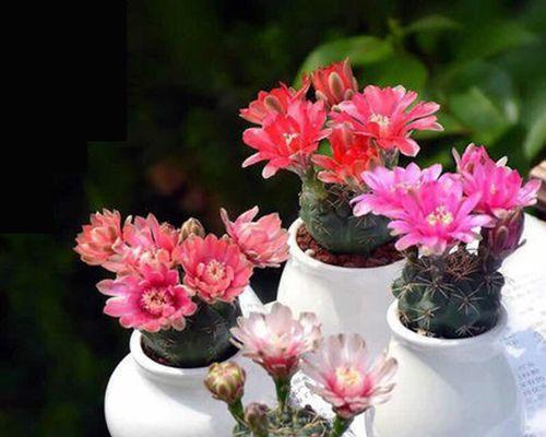 仙人棍开花的奥秘（仙人棍花朵的形态和特征）