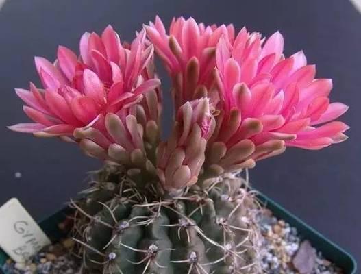 仙人球花的色彩斑斓（揭秘仙人球花的形态和颜色特点）