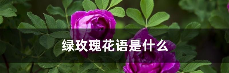 绿玫瑰的花语揭示了什么（揭开绿玫瑰的神秘面纱）