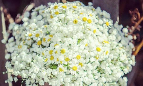 满天星的花语与寓意（一朵花的情感语言与内涵）