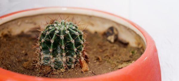 仙人球烂根如何挽救(教你轻松解决仙人球烂根问题) 仙人球烂根如何挽救(教你轻松解决仙人球烂根问题)