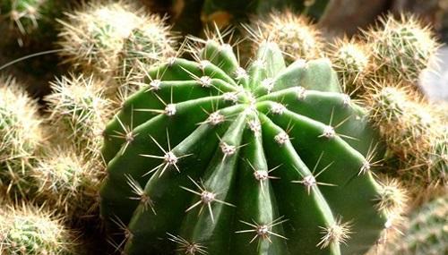 仙人球能放空调房吗(了解仙人球的适应环境与特点) 仙人球能放空调房吗(了解仙人球的适应环境与特点)