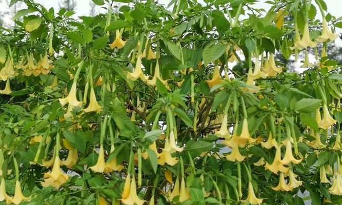 曼陀罗花（探索曼陀罗花的真正花语与意义）