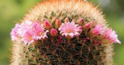 仙人球能否在冬天在室外过冬(探究仙人球在冬季的防寒措施与管理方法) 仙人球能否在冬天在室外过冬(探究仙人球在冬季的防寒措施与管理方法)