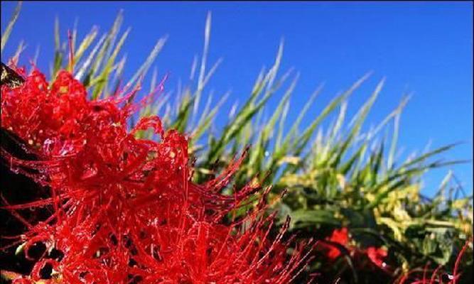 曼陀沙华花语探秘（揭开曼陀沙华的花语之谜）