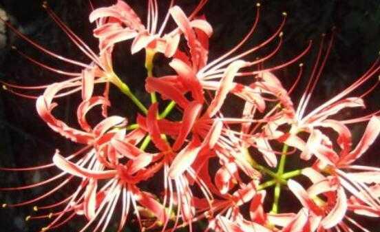 曼珠沙华花语与寓意（曼珠沙华的花语和象征意义揭秘）