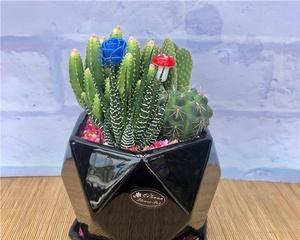 仙人球的种植及养护方法（盆栽仙人球）