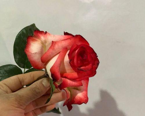 玫瑰花的寓意与象征（玫瑰花的意义与文化传承）