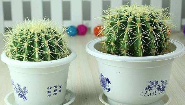 仙人球的家庭养护方法(打造美丽独特的仙人球) 仙人球的家庭养护方法(打造美丽独特的仙人球)