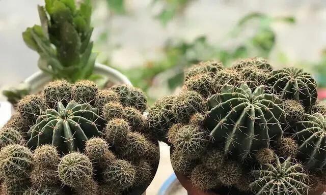 仙人球的种植与养护方法(如何在家中培育盆栽仙人球) 仙人球的种植与养护方法(如何在家中培育盆栽仙人球)