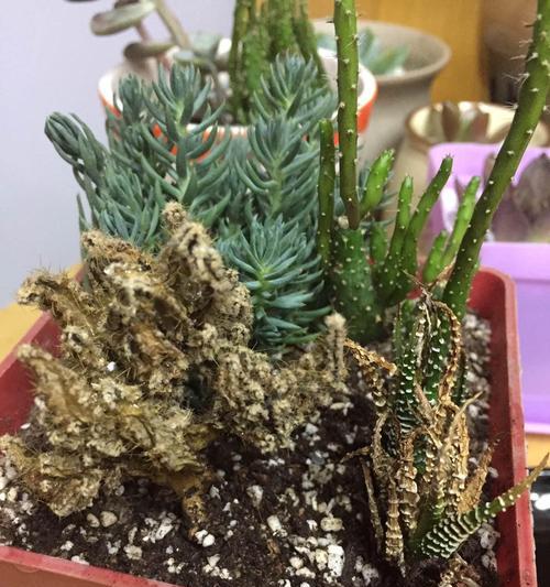 仙人山换盆后要如何浇水（浇水的时间）