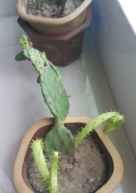 仙人掌太高了怎么办（教你如何让高高在上的仙人掌靠近地面）