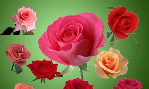 32朵玫瑰花的花语之美丽与浪漫（探寻玫瑰花的花语）