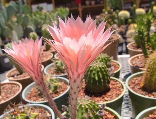 探秘仙人掌花的奇妙世界（探寻仙人掌花的颜色）