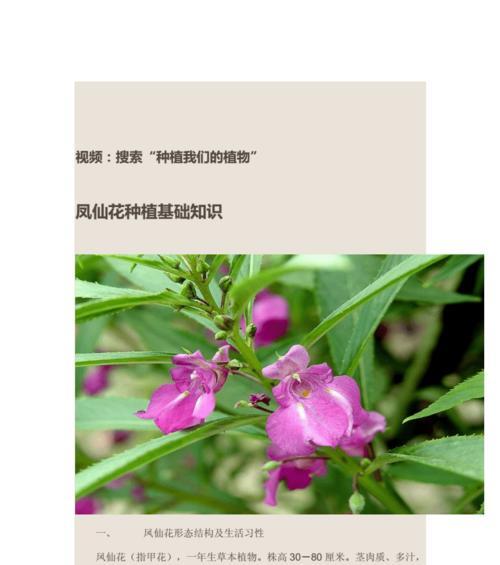 仙人掌的生长习性和环境条件（揭秘仙人掌的成长之谜）