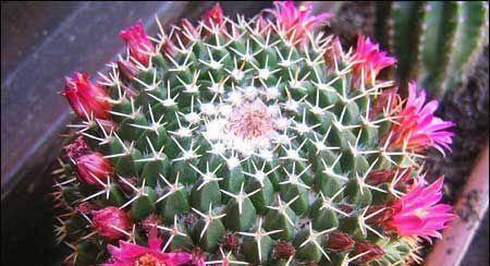 探秘仙人掌开花之谜（多久开花一次）