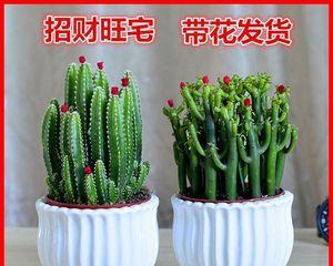 阳台养仙人掌，绿色生活（仙人掌的养殖技巧与好处）