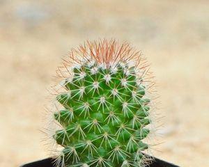 仙人掌和仙人球（揭开这两种植物的神秘面纱）