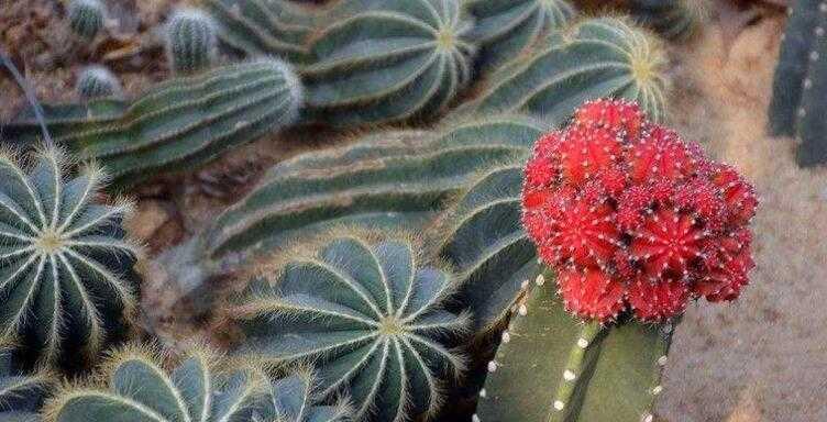 仙人掌花期（掌握仙人掌开花规律）