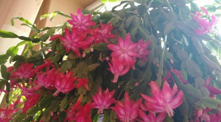 仙人掌花期与繁殖（探究仙人掌的花期及如何繁殖仙人掌）