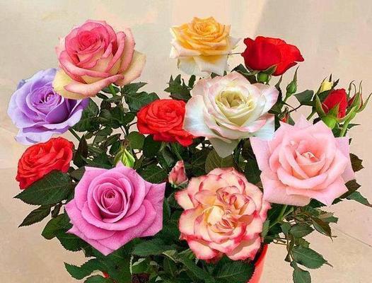 玫瑰花数量的含义(探索玫瑰花的数量与情感交流的奥秘) 玫瑰花数量的含义(探索玫瑰花的数量与情感交流的奥秘)