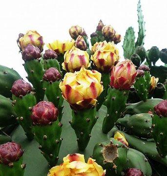 仙人掌花语的象征与寓意（揭开仙人掌花语背后的15个含义）
