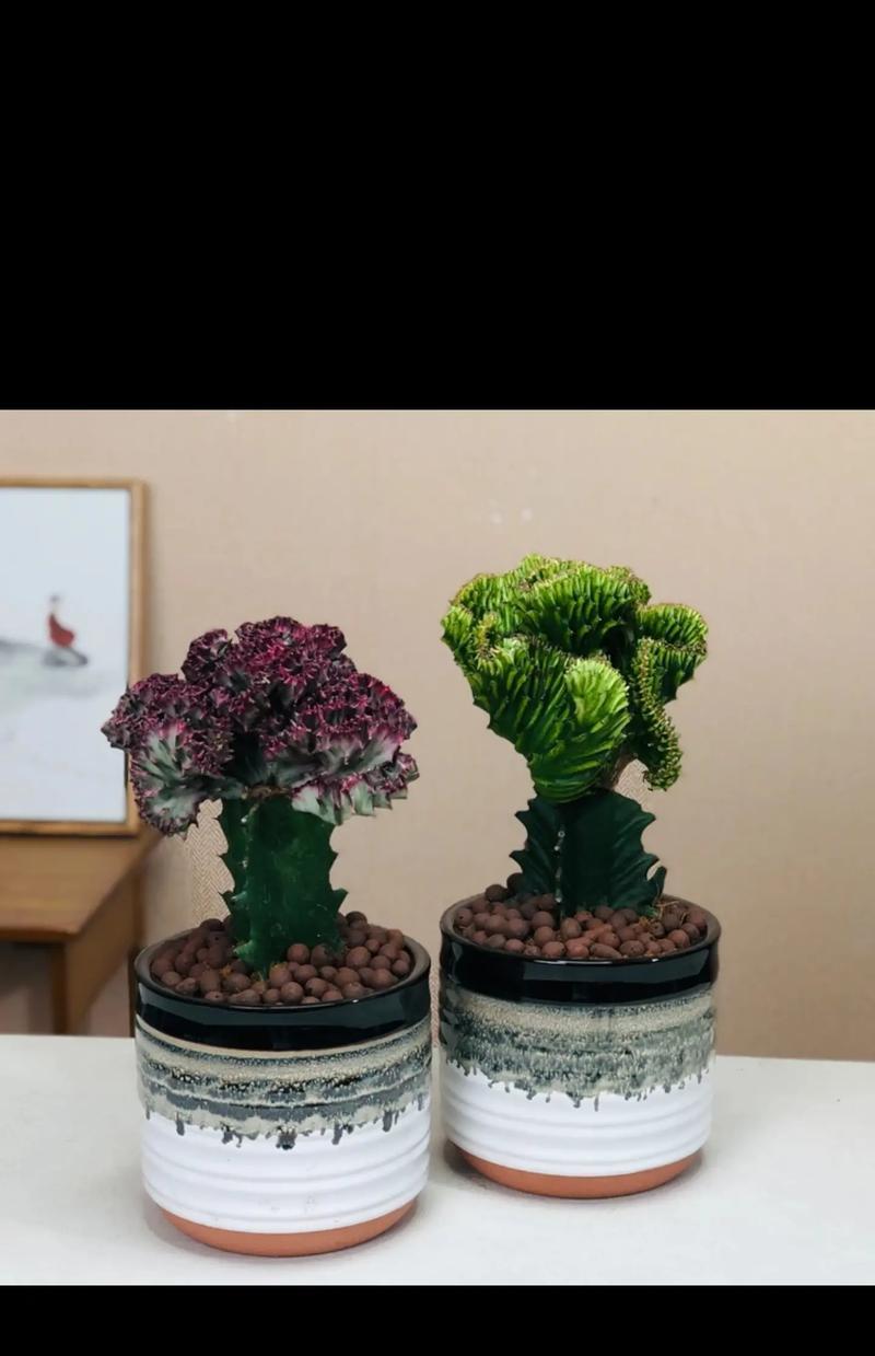 仙人掌的开花过程（探秘仙人掌生长中的神奇之处）