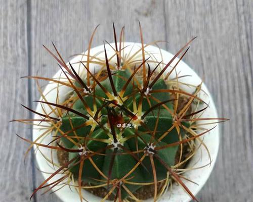 探秘仙人掌果实的年限（揭开仙人掌果实生长的秘密与规律）
