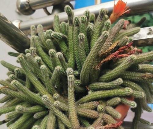 仙人掌开花结果之周期与条件（了解仙人掌的开花结果周期及生长环境条件）