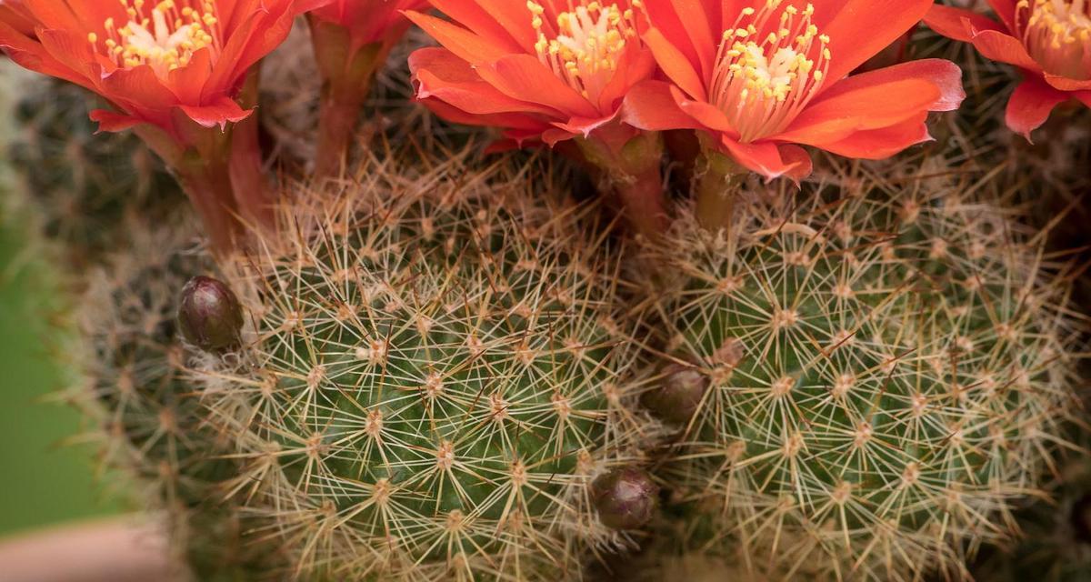 仙人掌的开花与结果时间及生长过程（从花蕾到果实成熟）