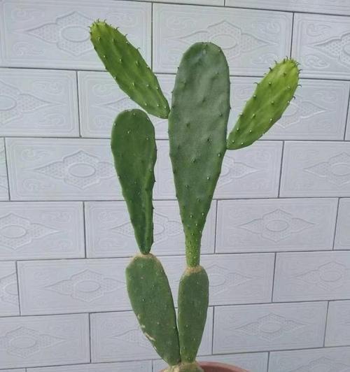 仙人掌肥料全解析（选择合适的肥料让仙人掌茁壮成长）