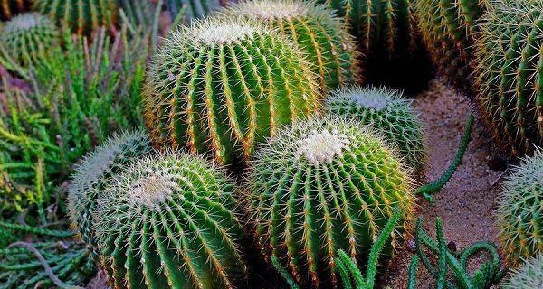 仙人掌科花卉的奇妙世界（探索仙人掌科花卉的种类）