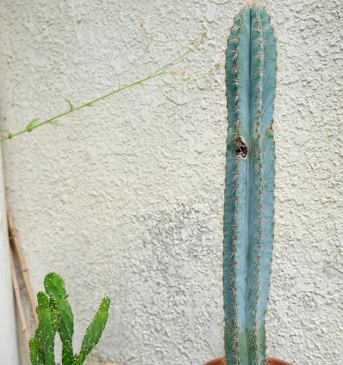 仙人掌科植物的多样性与魅力（探寻世界各地仙人掌科植物的奇妙之处）