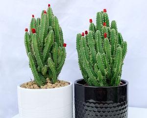 仙人掌的居室装饰（为您的卧室增添生机）