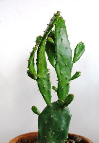 仙人掌的生长全攻略（掌握正确的配土方法和土壤种植技巧）