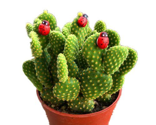 仙人掌，多肉植物之王（一览仙人掌的多彩世界）