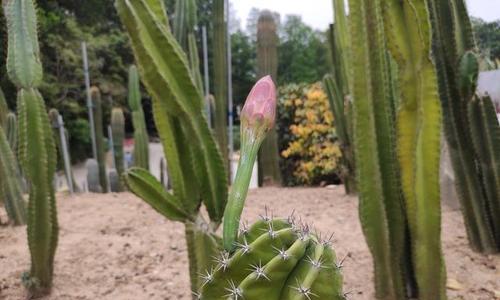 探究仙人掌的花朵、叶子与茎的特点（探究仙人掌的花朵）