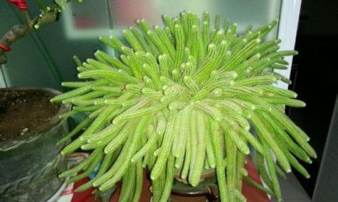 仙人掌种植与盆土选择（深盆浅盆孰优孰劣）