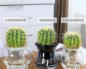 仙人掌水培还是土培更好（分析仙人掌水培和土培的优缺点）