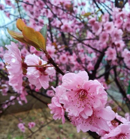 美人梅的花语（探寻美人梅的花语及其象征意义）