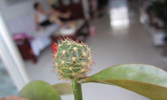 仙人掌叶子烂了怎么办（教你轻松拯救你的仙人掌）