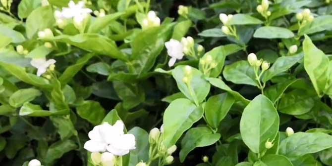 茉莉花的花语及其意义（探索茉莉花的深层花语）