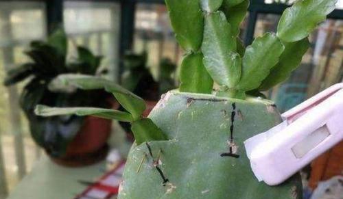 如何高效移栽仙人掌（移植注意事项及成活率提升技巧）