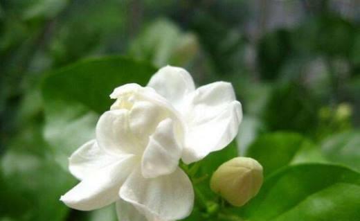 茉莉花的花语与寓意（清香芬芳）