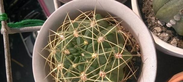 仙人掌的土壤要求与养护技巧（打造健康美丽的仙人掌花园）