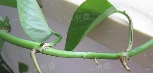 仙人掌修剪全攻略（如何科学地修剪仙人掌）