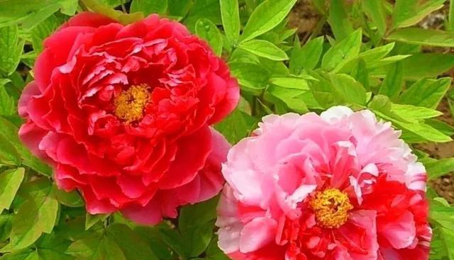 牡丹花语寓意象征之美（探寻牡丹花语的深意与内涵）