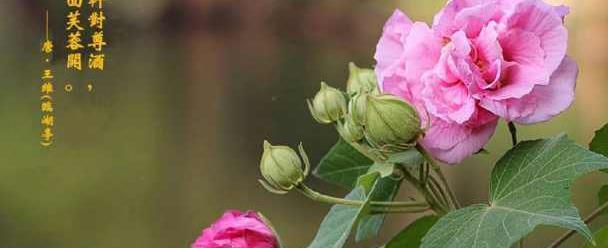 木芙蓉花的美丽与意义（揭示木芙蓉花语的深层寓意）